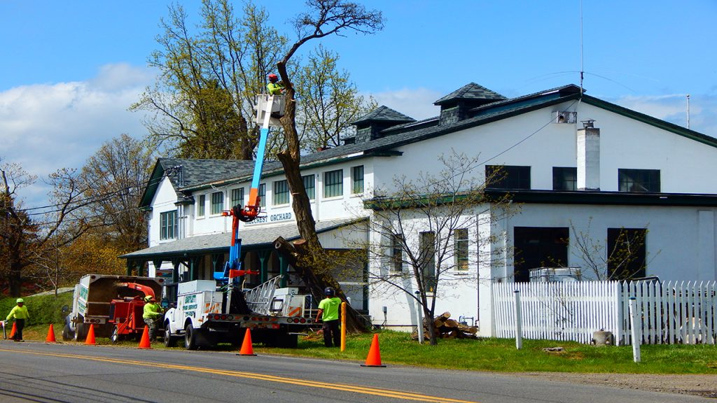 tree-removal-needs-in-uae