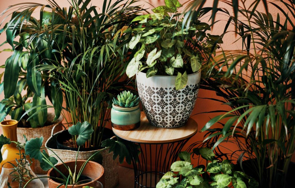 5 Types of Indoor Plants & Their Benefits