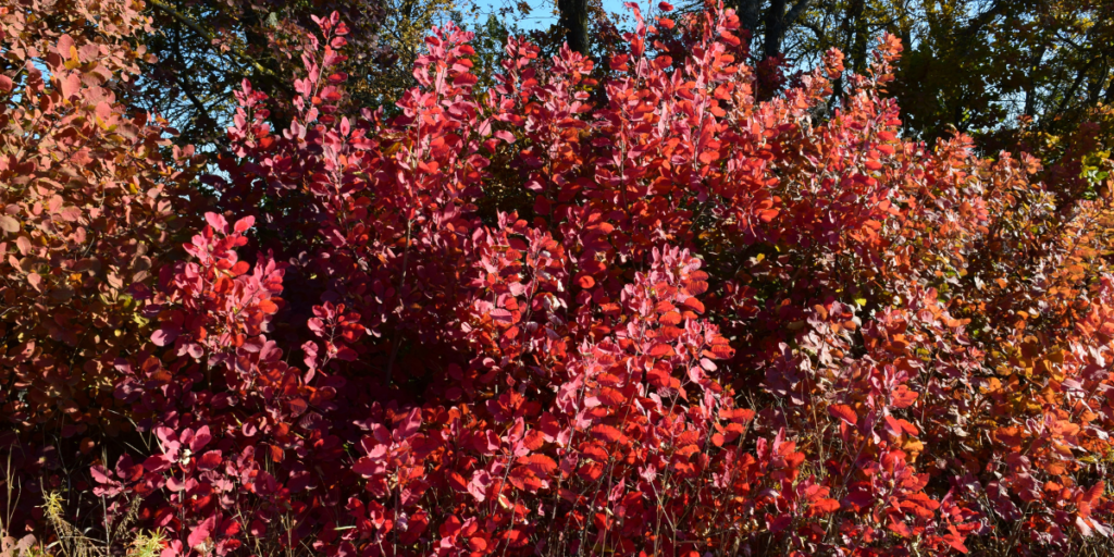Red Fall Color 12 Gorgeous Plant Picks for a Fiery Autumn Garden
