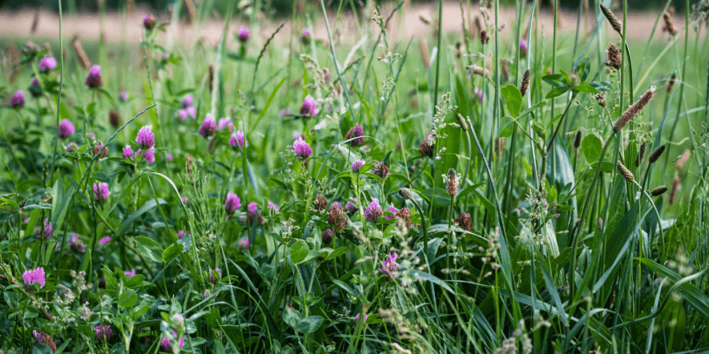 How to Remove Wild Grass from My Lawn