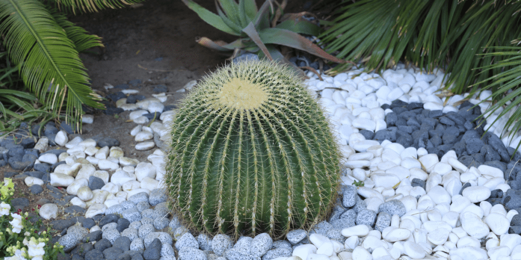The Art of Xeriscaping Drought-Tolerant Landscape Design