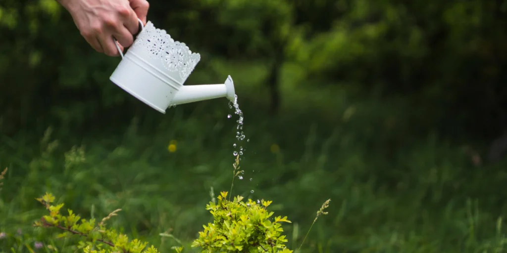 watering in garden
